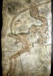 Sinosauropteryx prima Sinosauropteryx prima